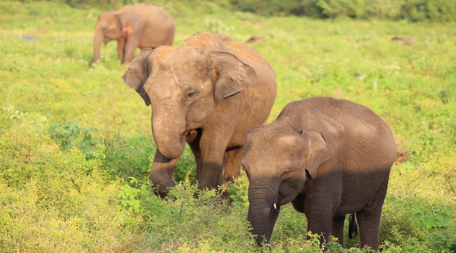 9 day tanzania safari from arusha with zanzibar beach extension
